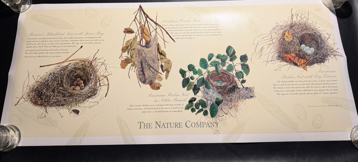 Vintage 1994 Maryjo Koch Nature Company Bird Nests Eggs Illustration Poster Art