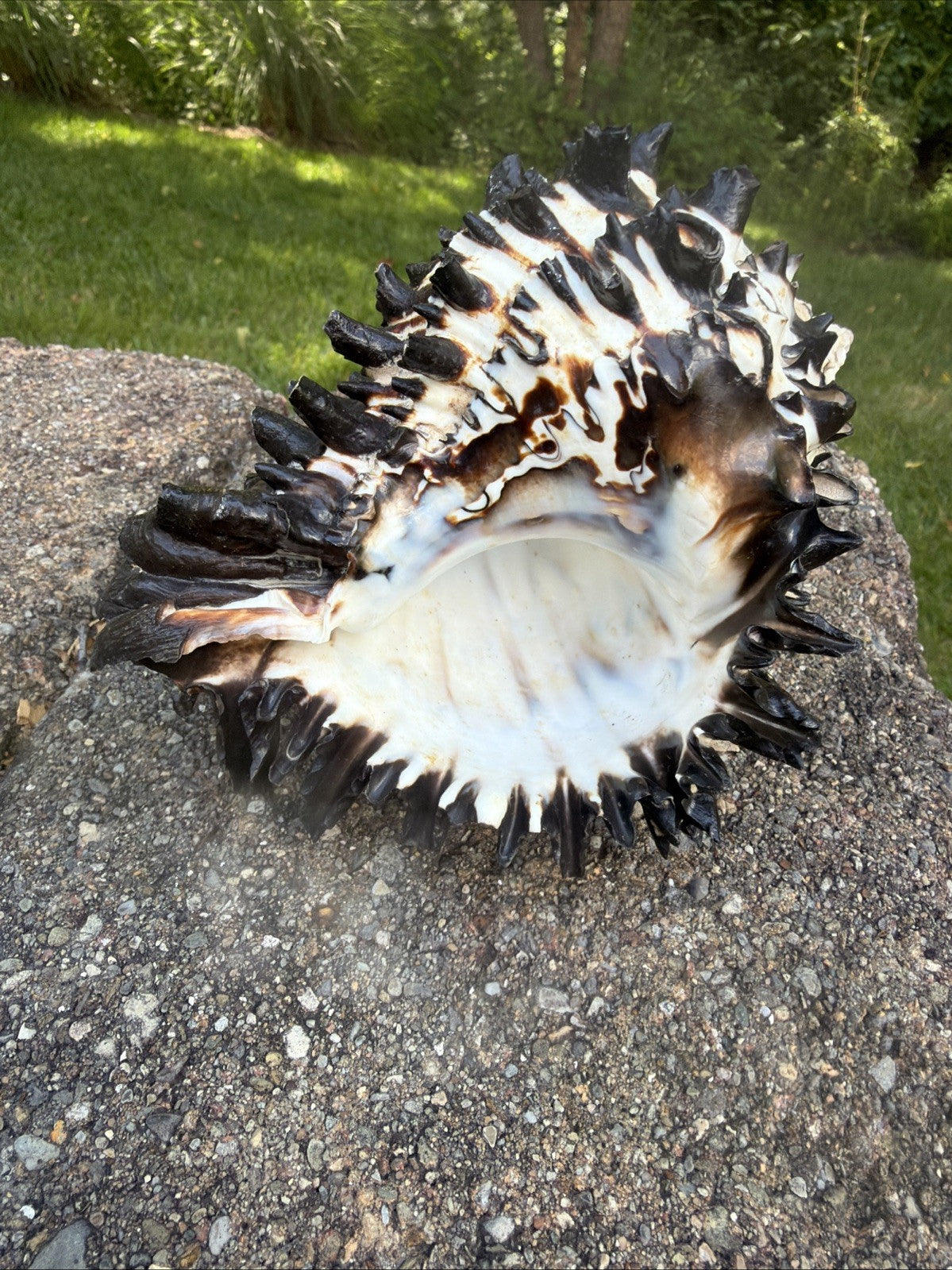 Large Murex Black White Sea Shell Nautical Coastal Decor 6" Specimen