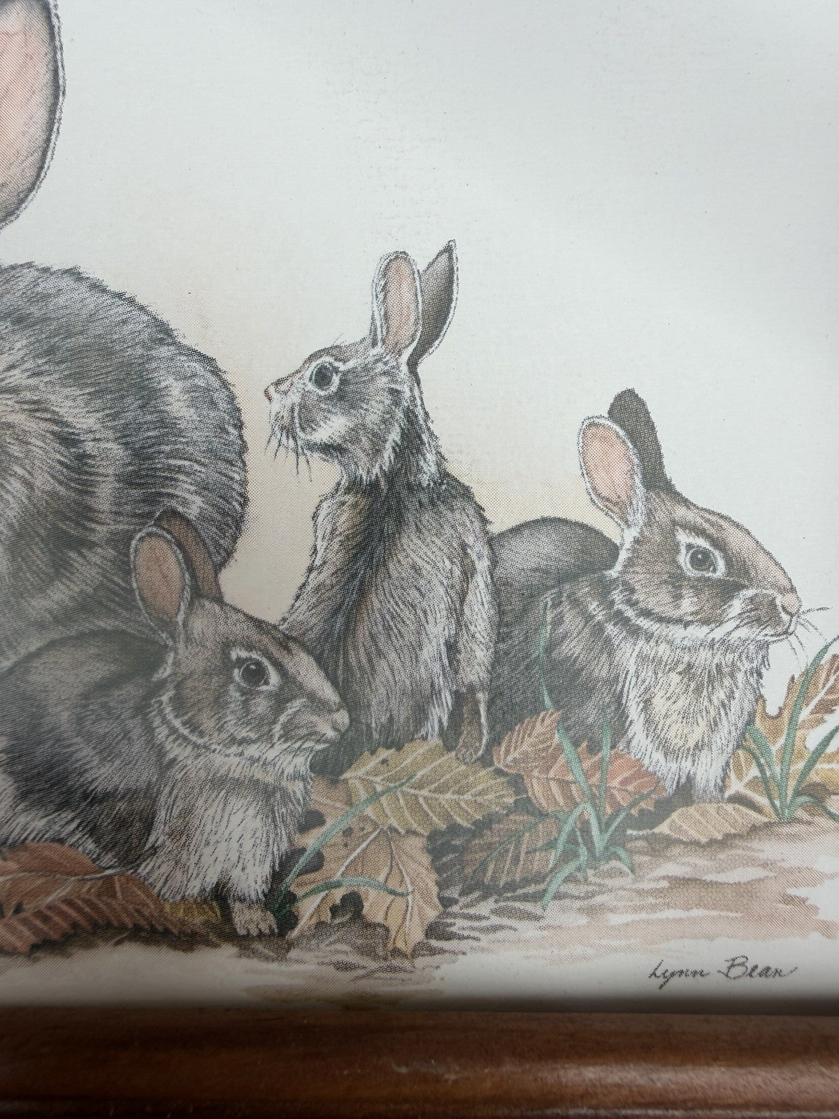 Lynn Bogue Hunt Rabbit Prints Framed Pair Cottontail Bunny Wildlife Art