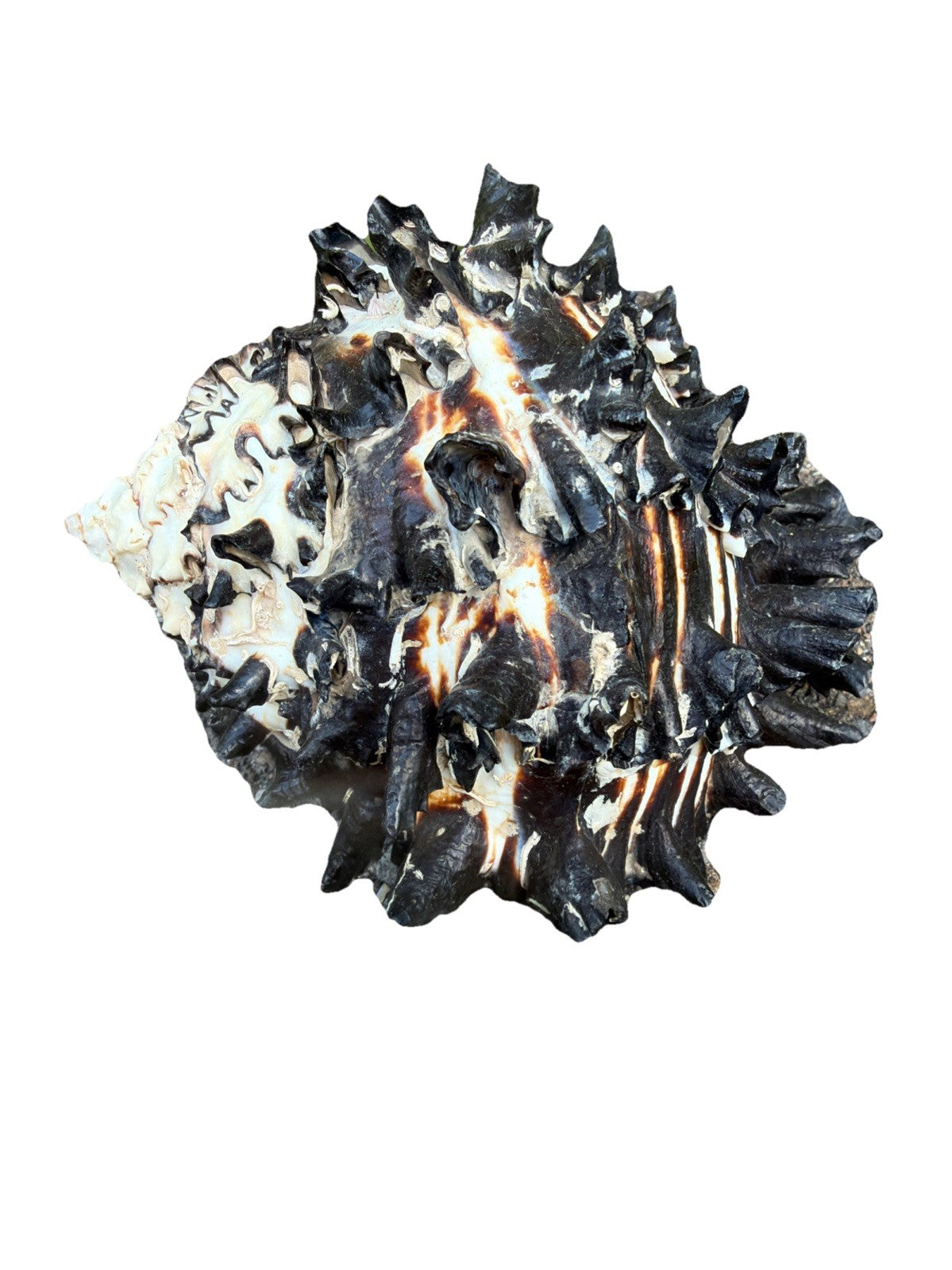 Large Murex Black White Sea Shell Nautical Coastal Decor 6" Specimen