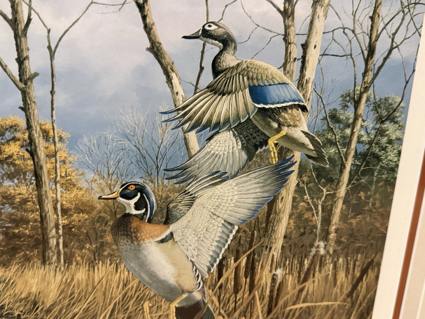 Flash Of Color Wood Ducks David A Mass Signed Authentic Wild Wings Collection