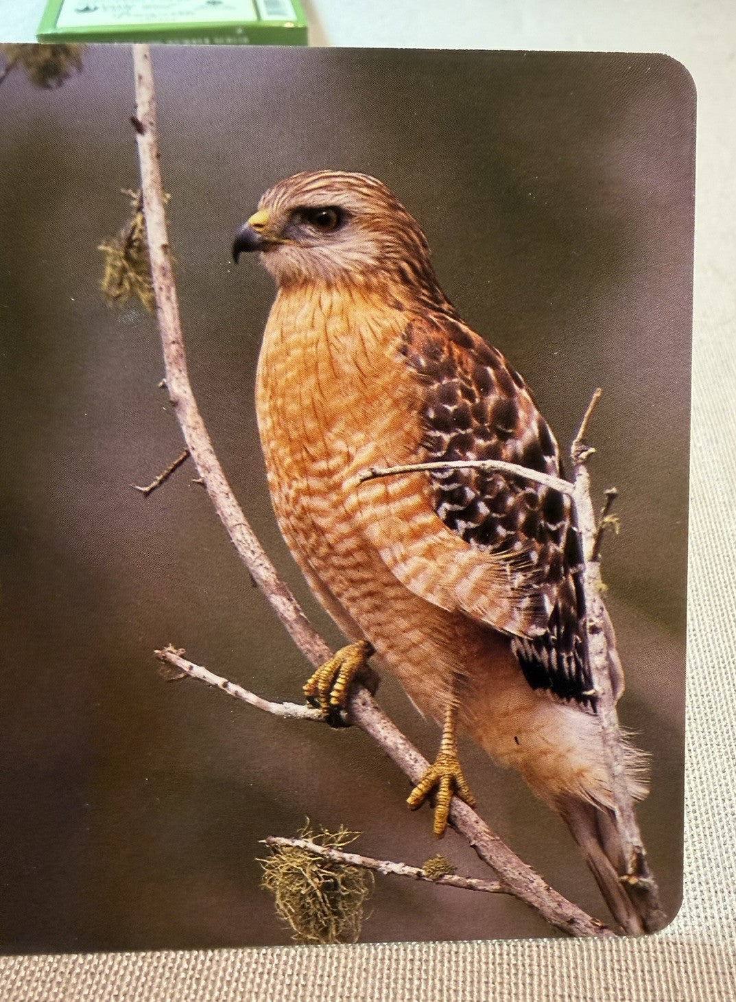 Sierra Club Birds Knowledge Cards Deck Educational Nature Cards