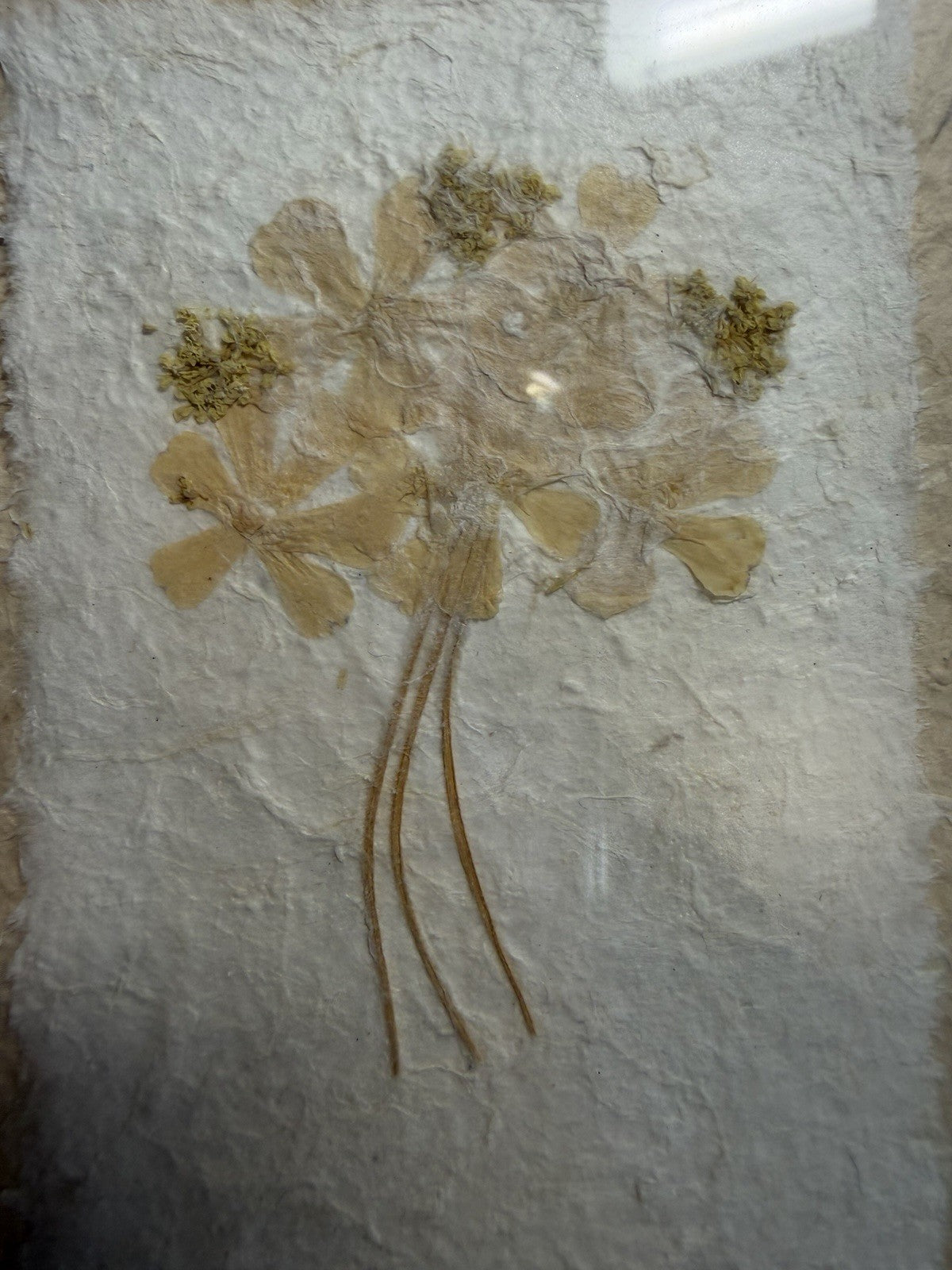 Pressed Flowers Framed Wall Art Signed 8x9 Vintage Botanical Signed Pair