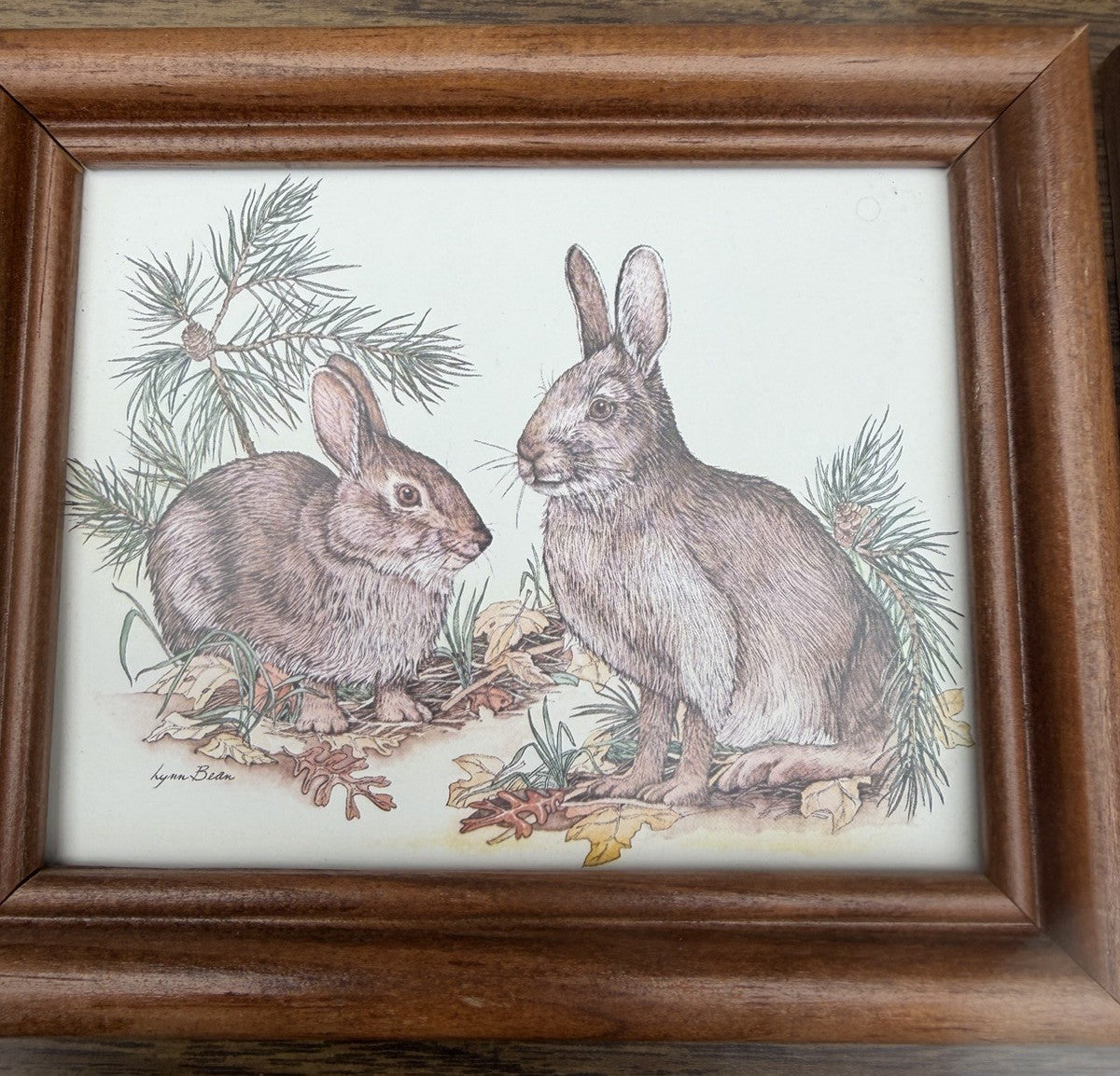 Lynn Bogue Hunt Rabbit Prints Framed Pair Cottontail Bunny Wildlife Art