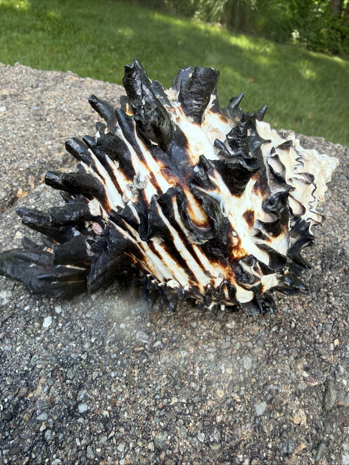 Large Murex Black White Sea Shell Nautical Coastal Decor 6" Specimen
