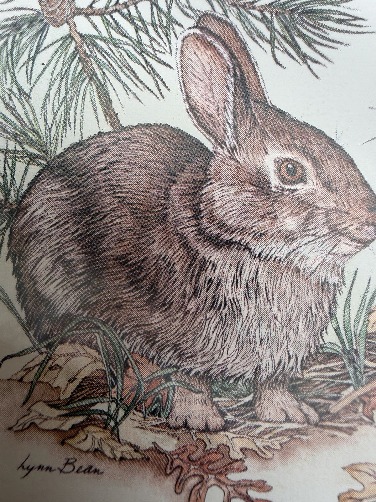 Lynn Bogue Hunt Rabbit Prints Framed Pair Cottontail Bunny Wildlife Art