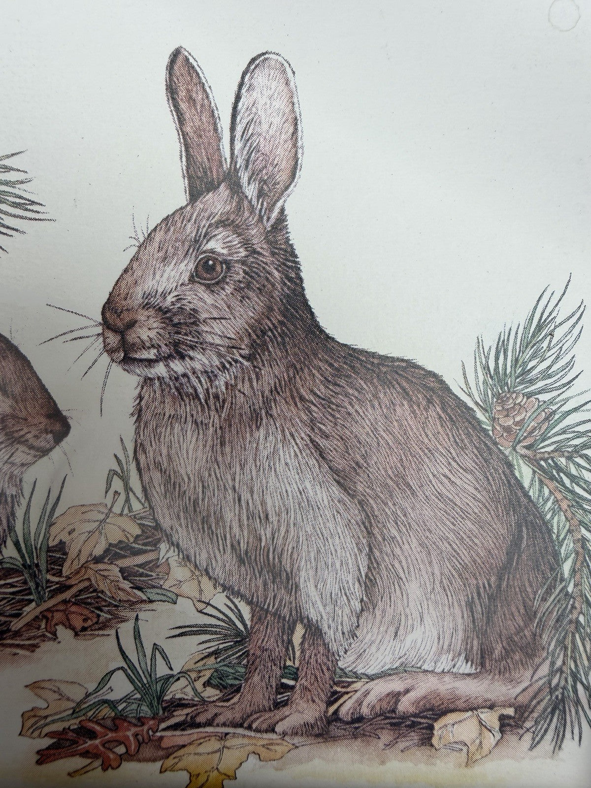 Lynn Bogue Hunt Rabbit Prints Framed Pair Cottontail Bunny Wildlife Art