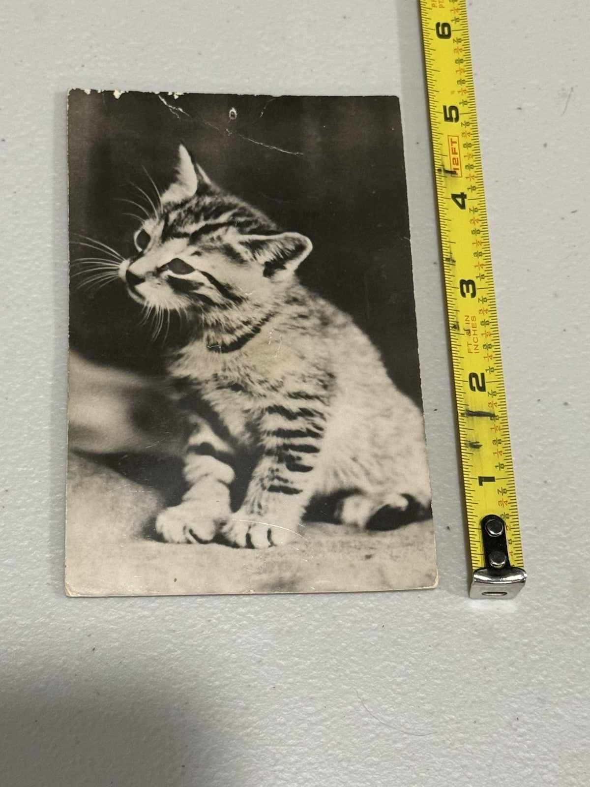 Vintage Real Photo Postcard Tabby Kitten Carte Postale Printed in France - Sound