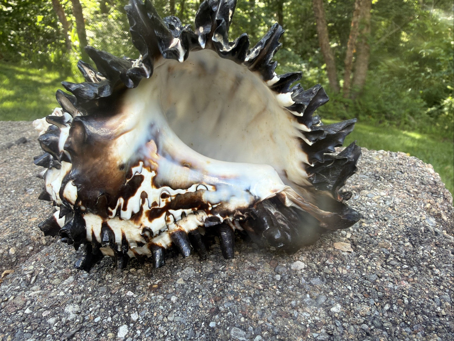 Large Murex Black White Sea Shell Nautical Coastal Decor 6" Specimen