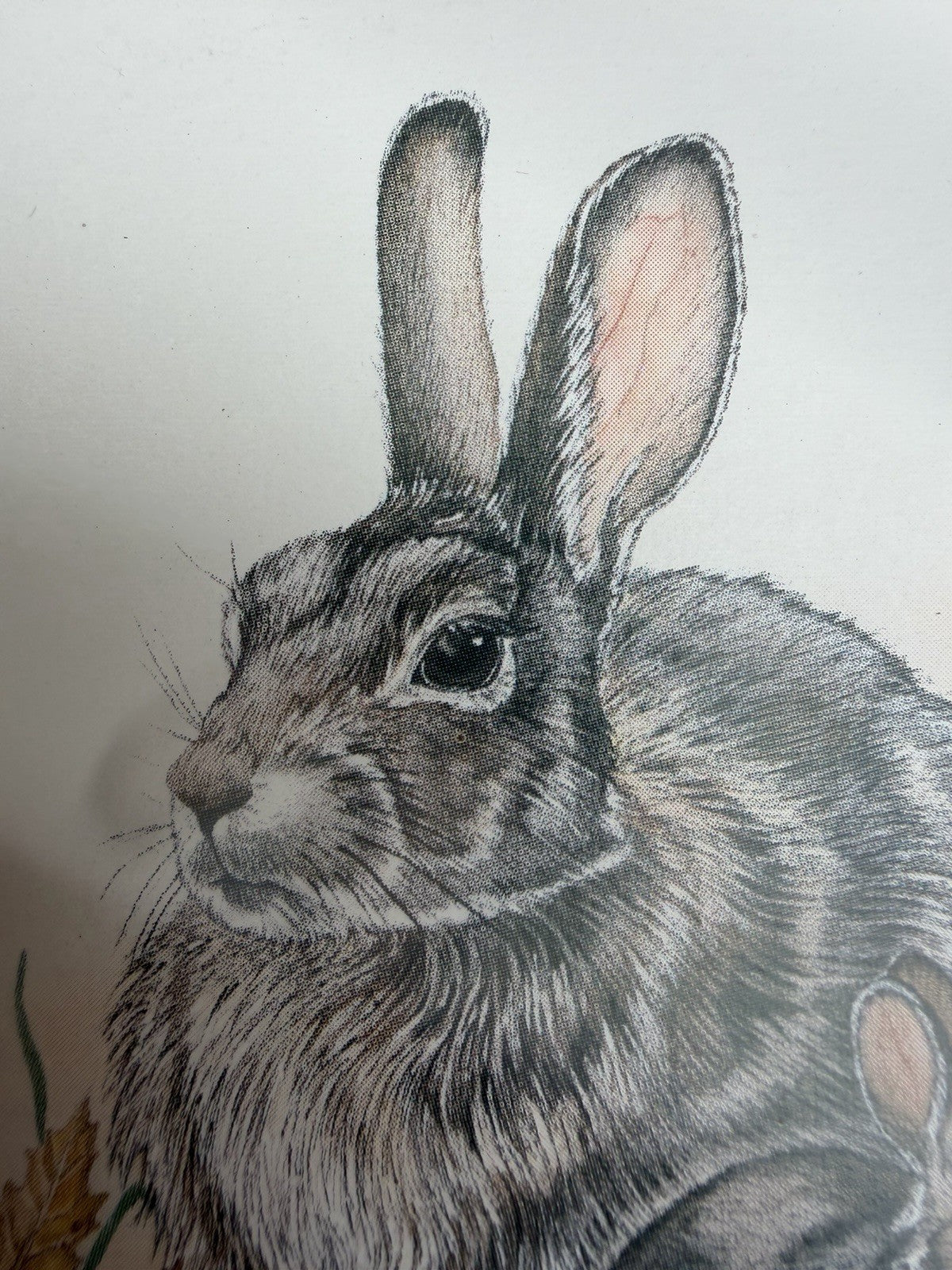 Lynn Bogue Hunt Rabbit Prints Framed Pair Cottontail Bunny Wildlife Art