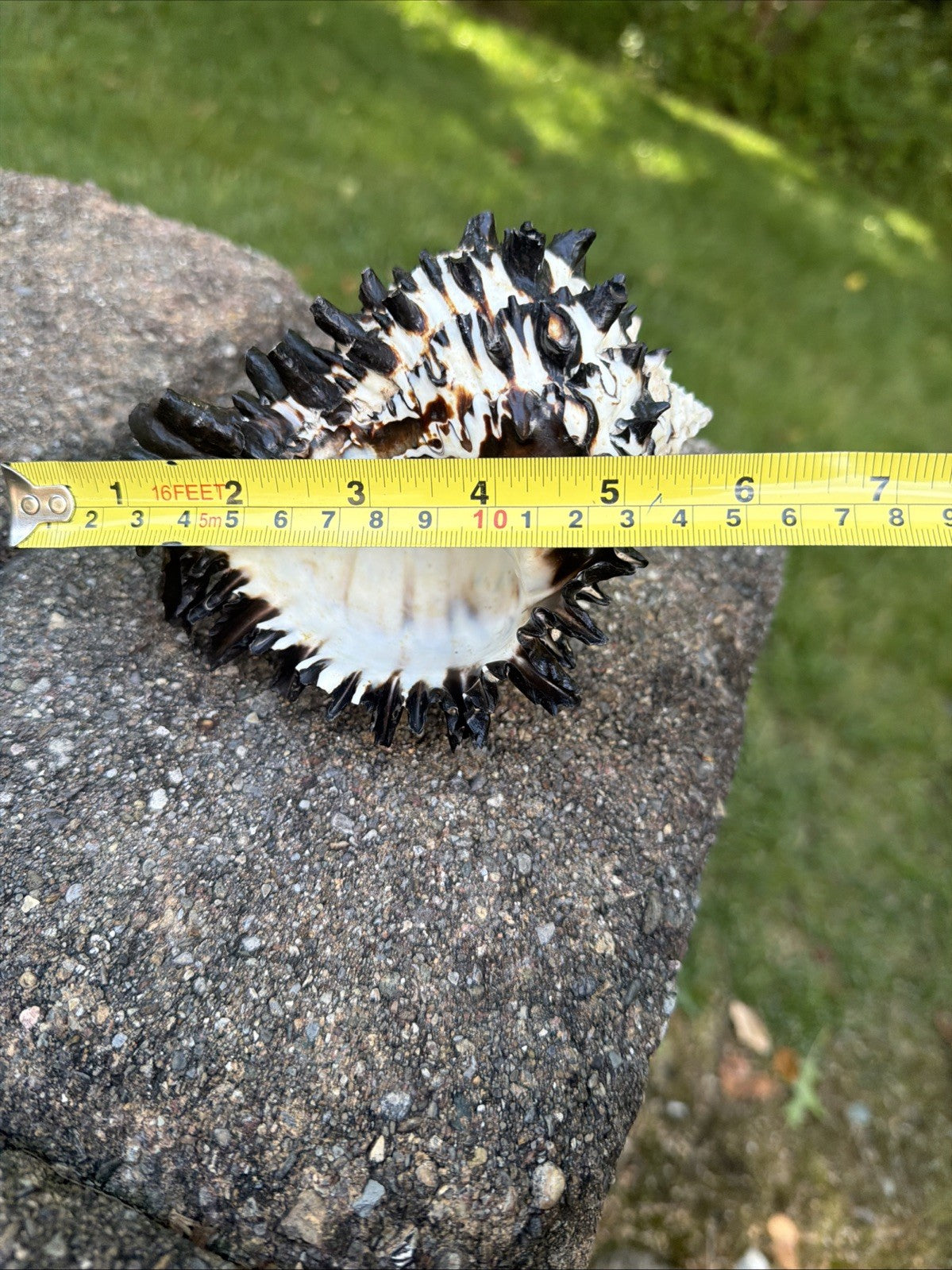 Large Murex Black White Sea Shell Nautical Coastal Decor 6" Specimen
