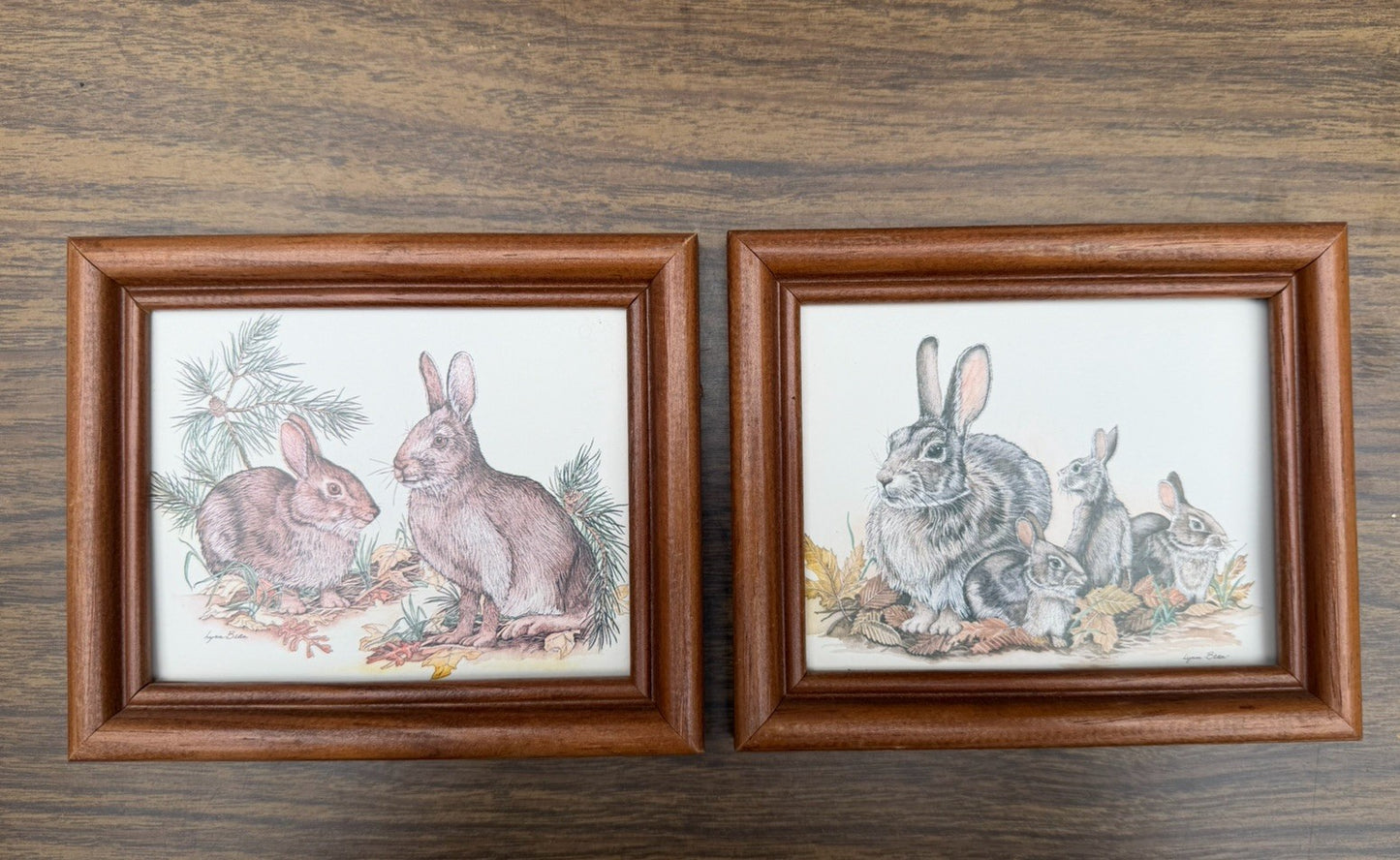 Lynn Bogue Hunt Rabbit Prints Framed Pair Cottontail Bunny Wildlife Art