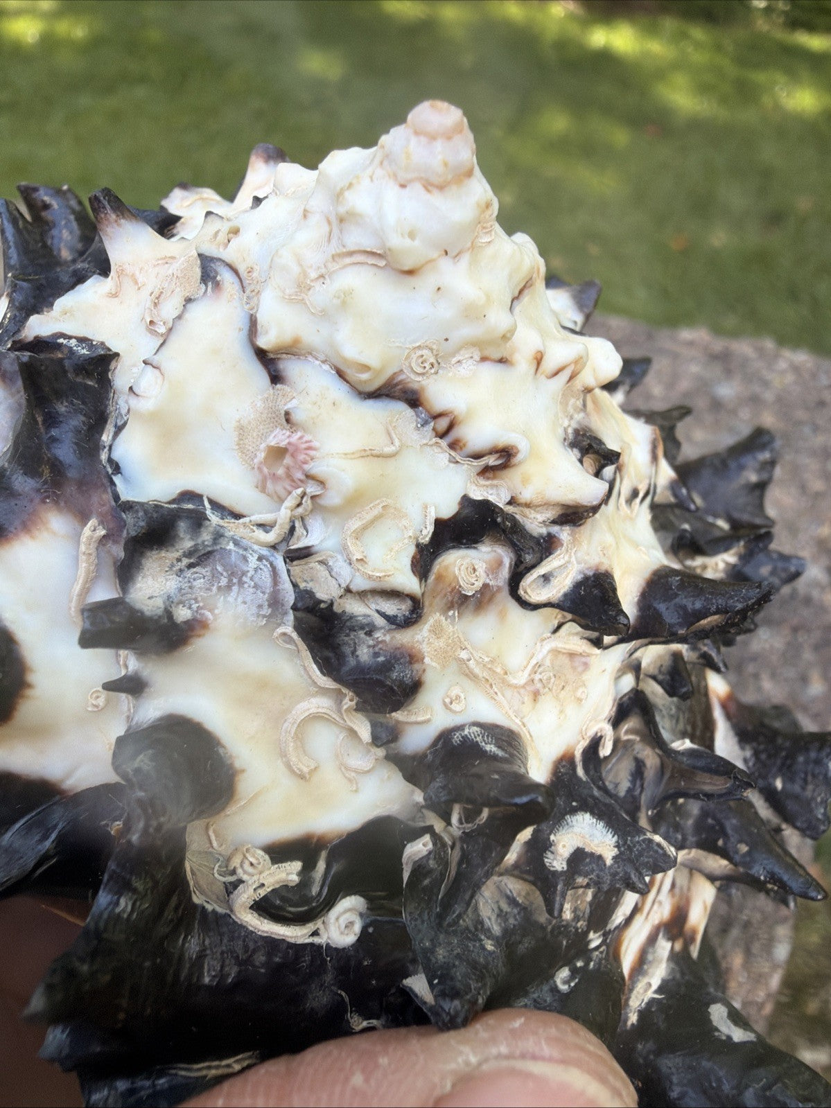 Large Murex Black White Sea Shell Nautical Coastal Decor 6" Specimen