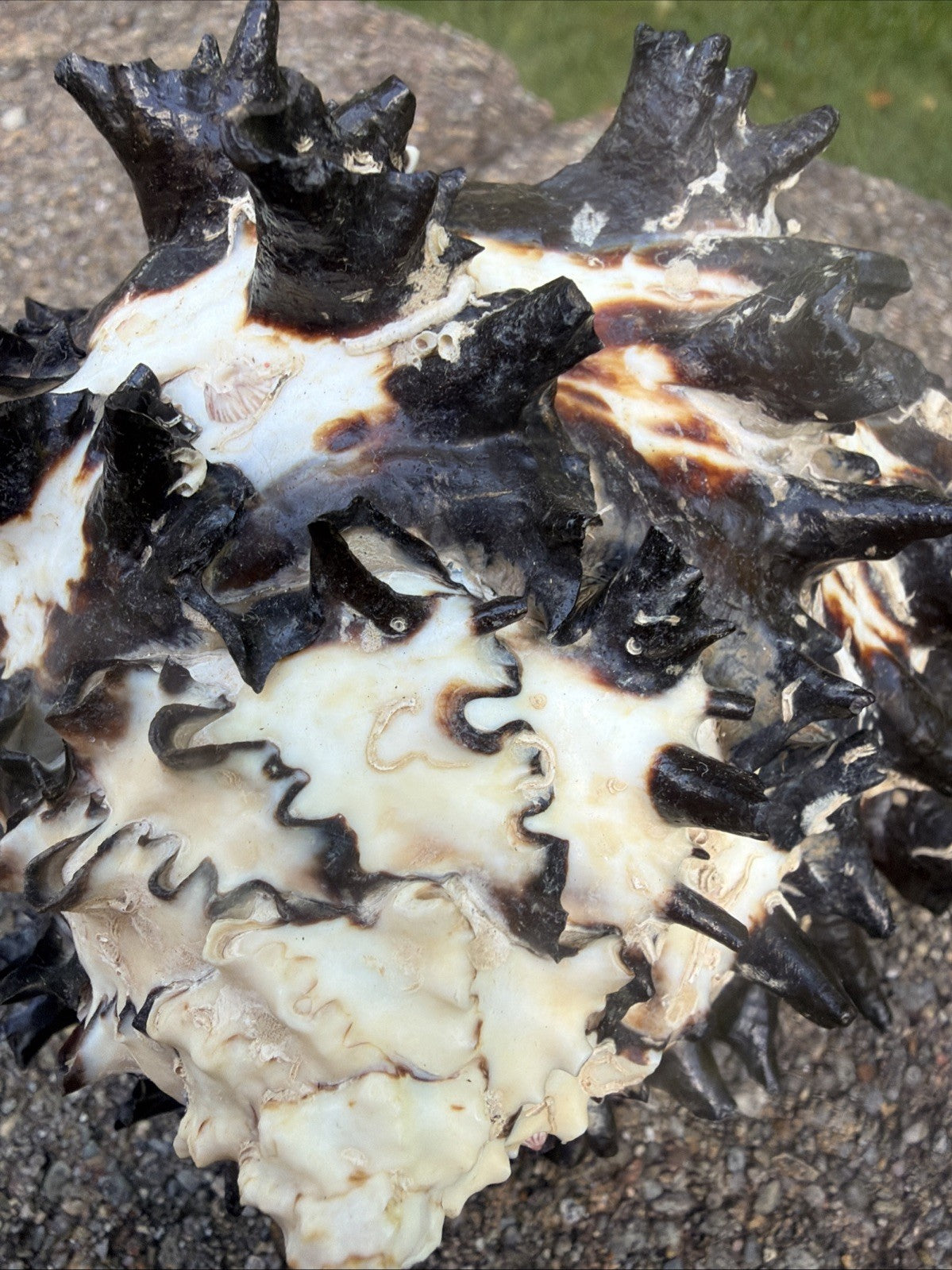 Large Murex Black White Sea Shell Nautical Coastal Decor 6" Specimen