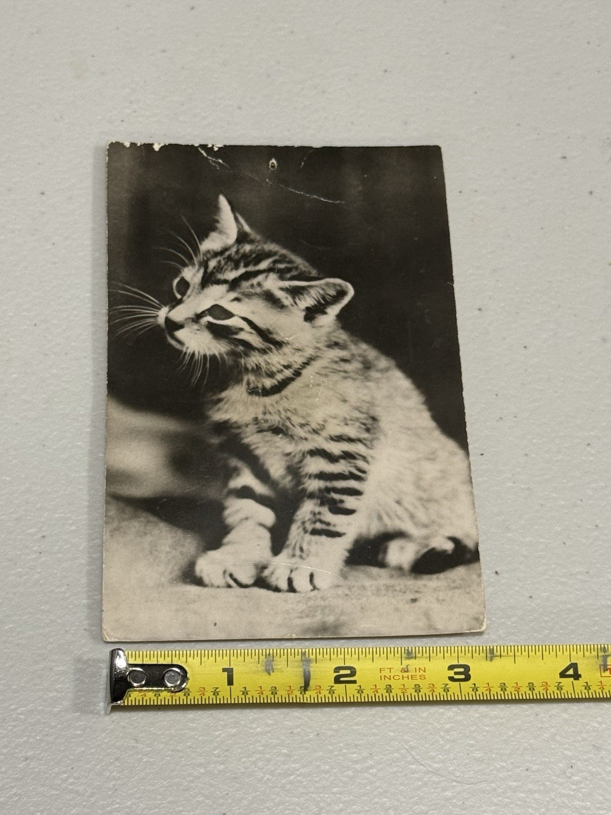 Vintage Real Photo Postcard Tabby Kitten Carte Postale Printed in France - Sound
