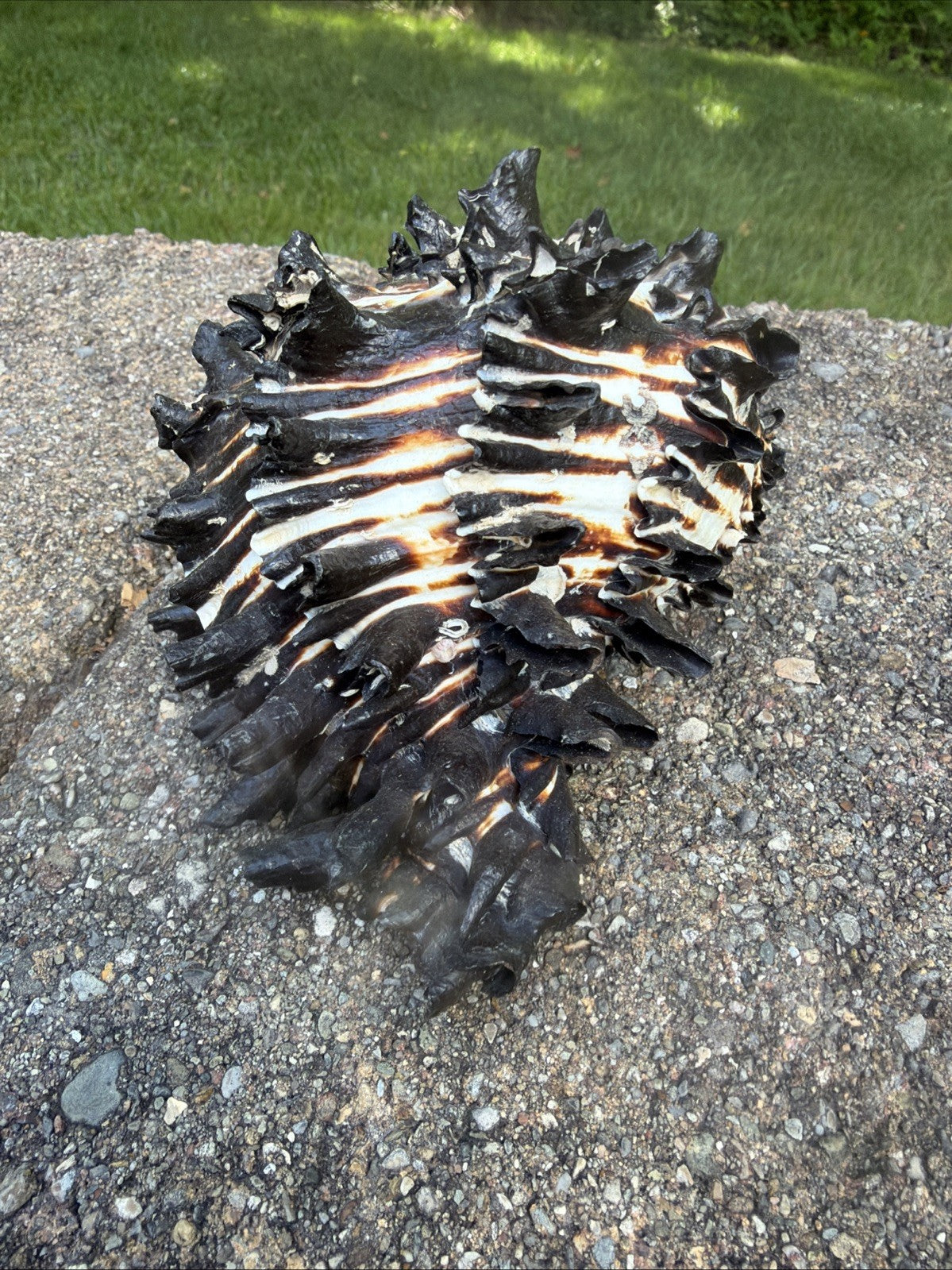Large Murex Black White Sea Shell Nautical Coastal Decor 6" Specimen