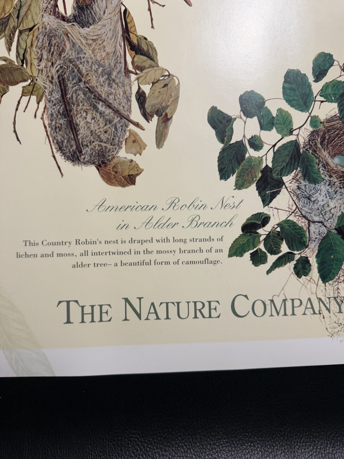 Vintage 1994 Maryjo Koch Nature Company Bird Nests Eggs Illustration Poster Art