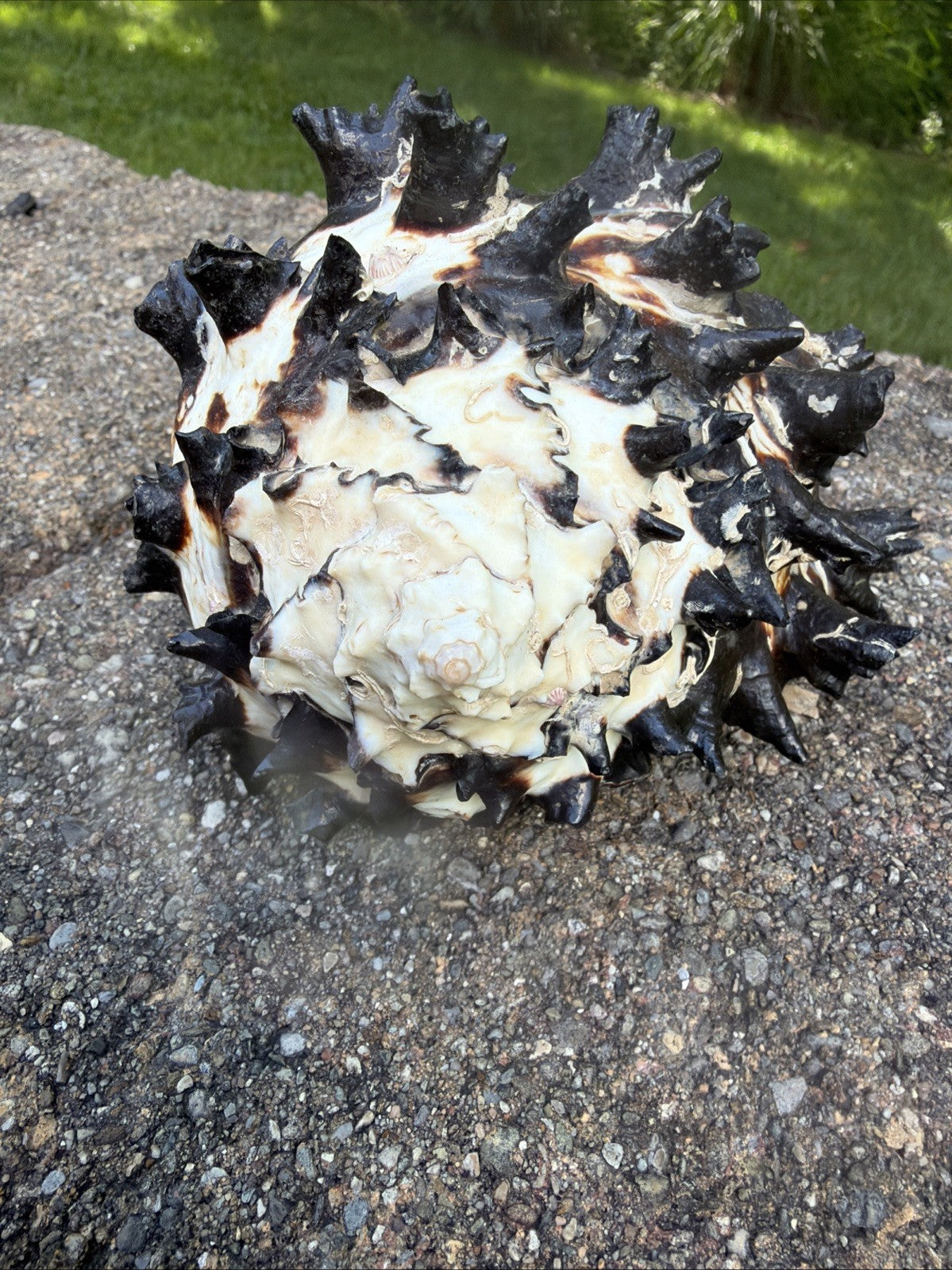 Large Murex Black White Sea Shell Nautical Coastal Decor 6" Specimen
