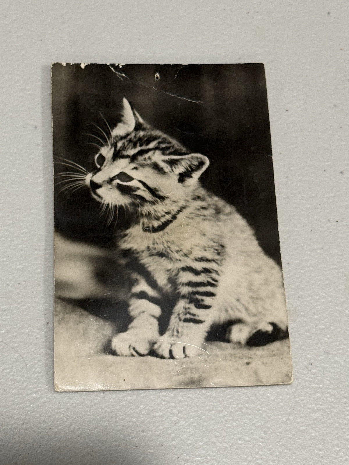 Vintage Real Photo Postcard Tabby Kitten Carte Postale Printed in France - Sound