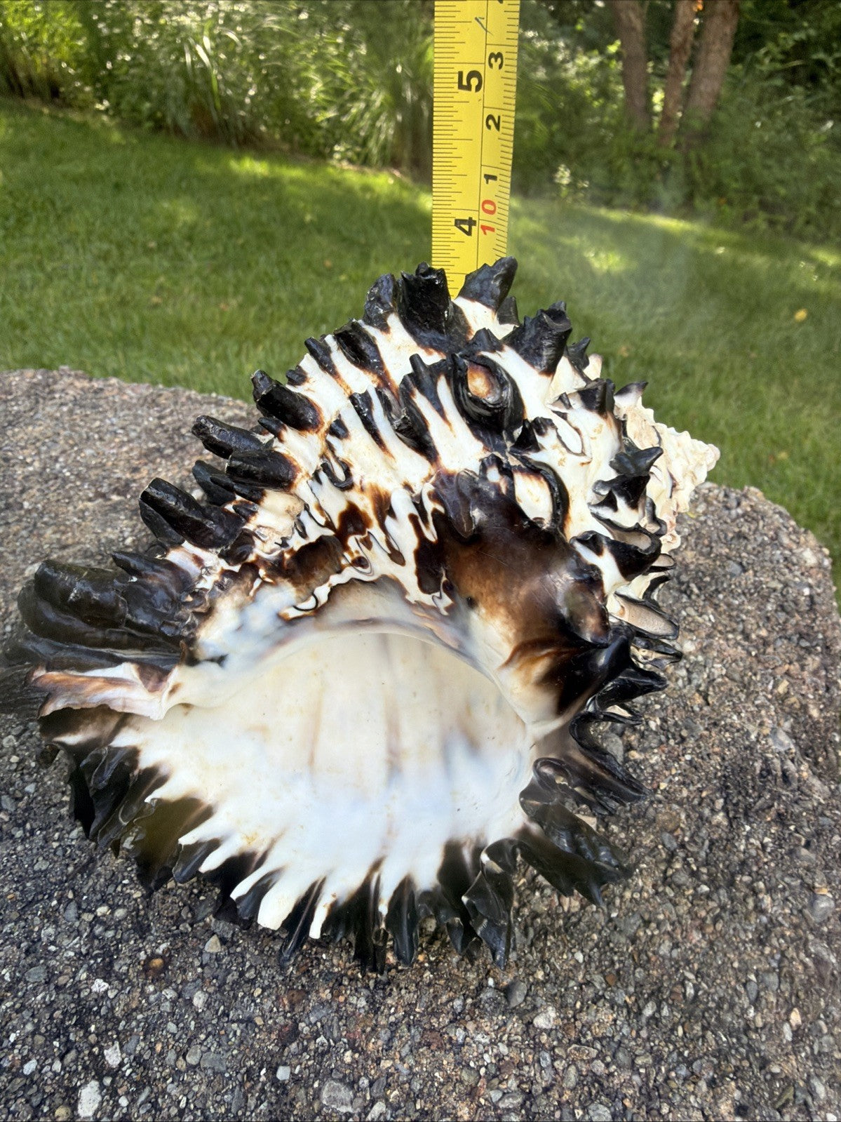 Large Murex Black White Sea Shell Nautical Coastal Decor 6" Specimen