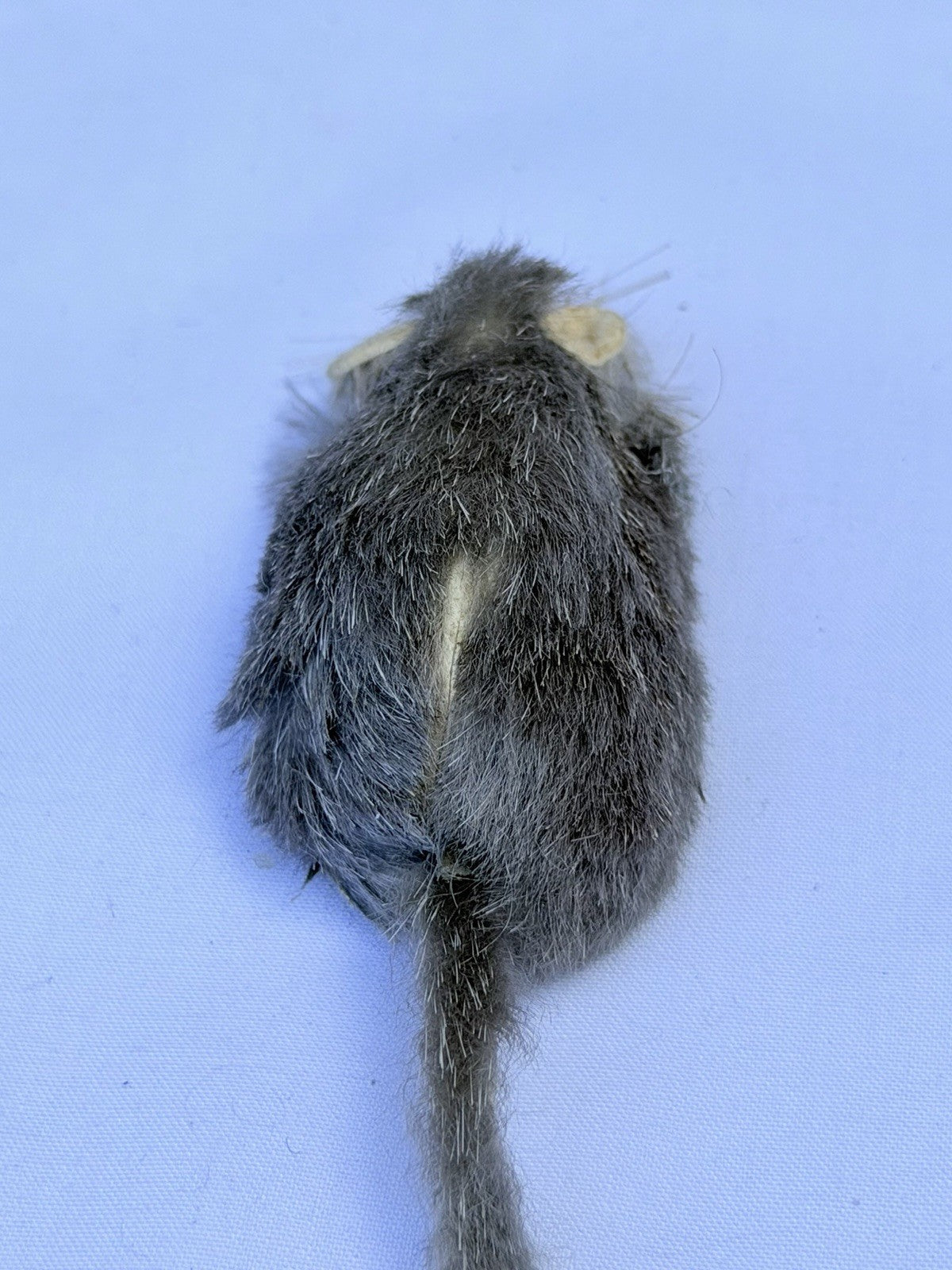 Mid Century Germany Real Fur Mouse Miniature Dollhouse Toy Paper Label Grey